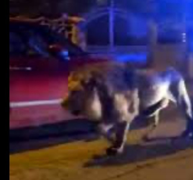 Un leone fugge dal circo: basta spettacoli con gli “animali”