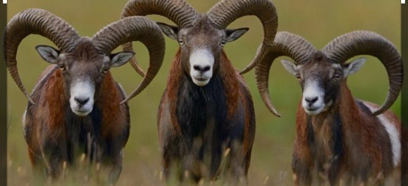 Uccisi tutti i mufloni del Giglio